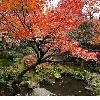 ☆癒しのヒーリング音楽『宝泉院+不断桜～枯れない桜～』全4曲☆ [月に憑かれたピエロ]