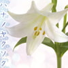 ハナノヤクソク(DLsite.com)