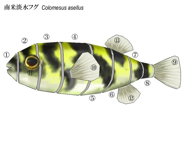 フグペパ:南米淡水フグ 3