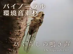 バイノーラル環境音素材 | ひぐらしの鳴き声 | ループ [みみっとサウンド]
