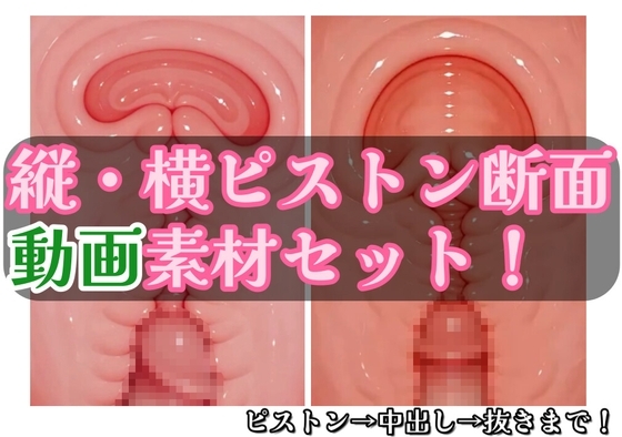 著作権フリー ピストン子宮断面動画素材セット 縦・横バージョン