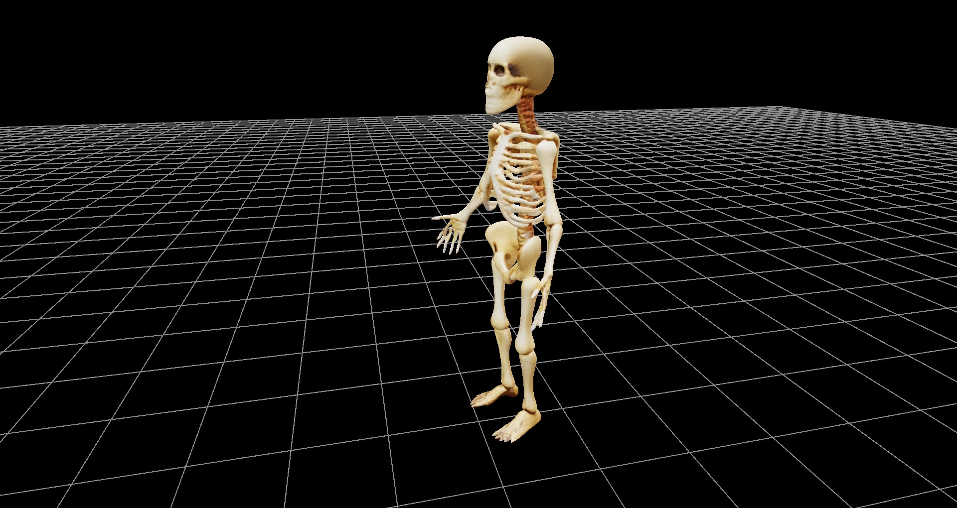 骸骨の3Dファイル(glbファイル)、および360度レンダリング画像、ファイル数1207枚、3Dビューワーソフト同梱