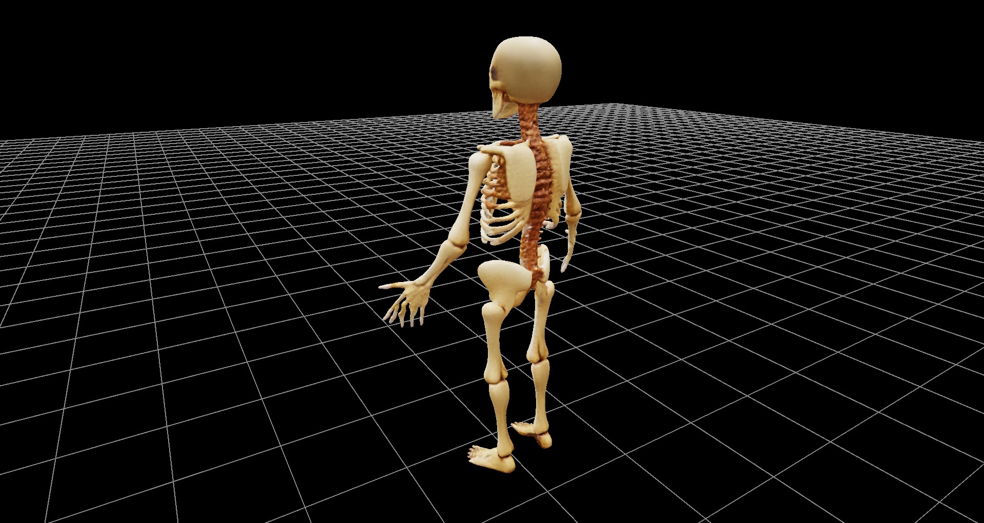 骸骨の3Dファイル(glbファイル)、および360度レンダリング画像、ファイル数1207枚、3Dビューワーソフト同梱