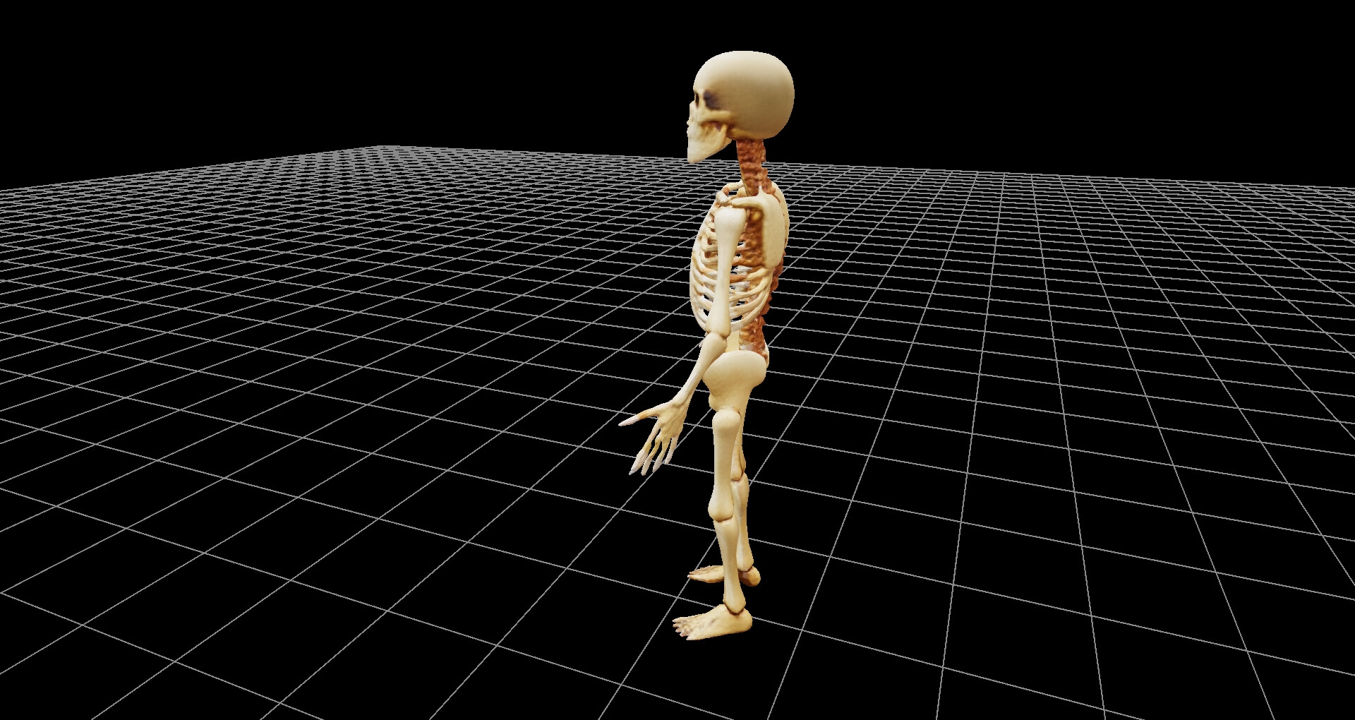 骸骨の3Dファイル(glbファイル)、および360度レンダリング画像、ファイル数1207枚、3Dビューワーソフト同梱