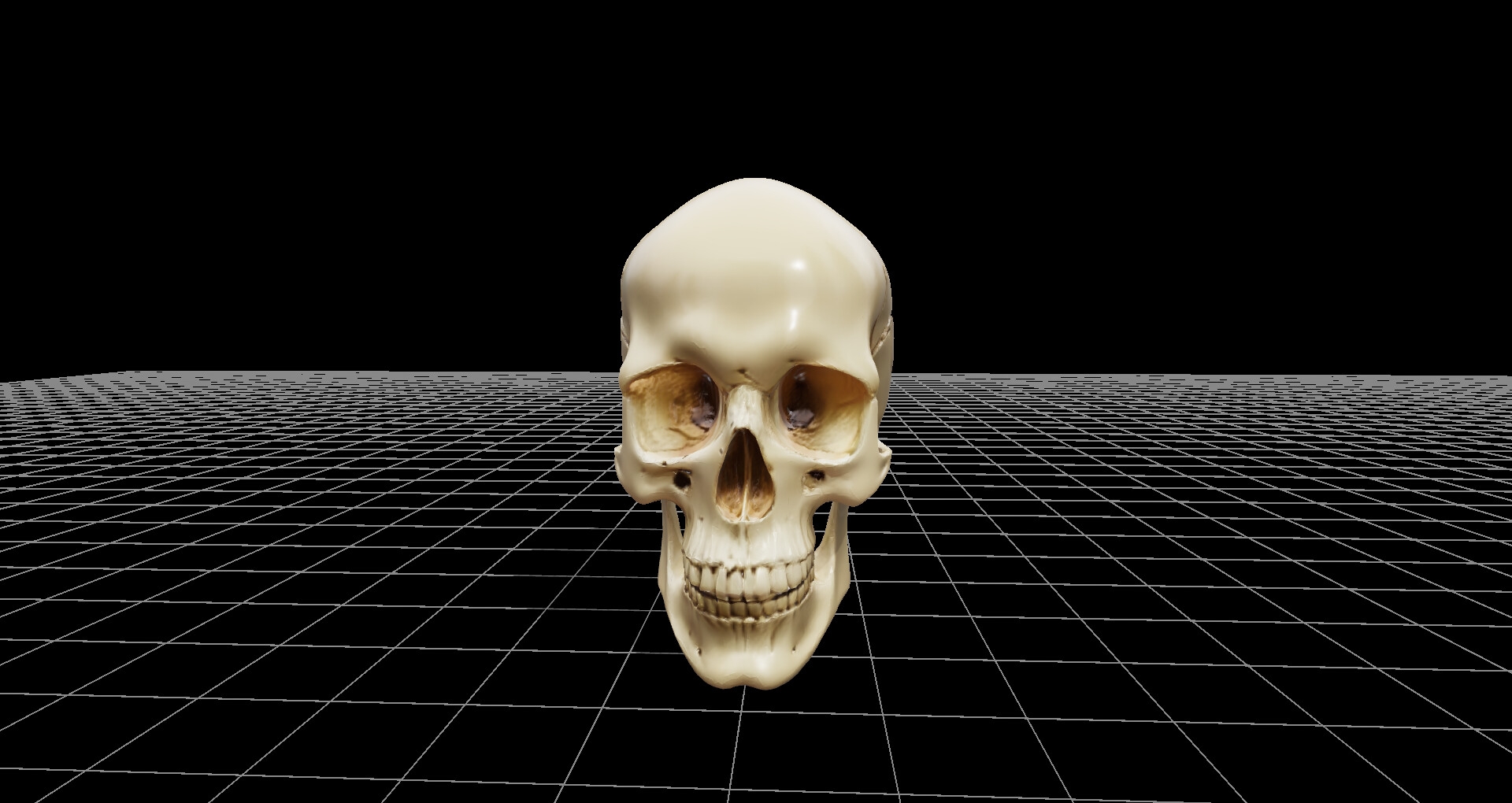 頭蓋骨モデル、および360度レンダリング画像、ファイル数600枚、3Dビューワーソフト同梱