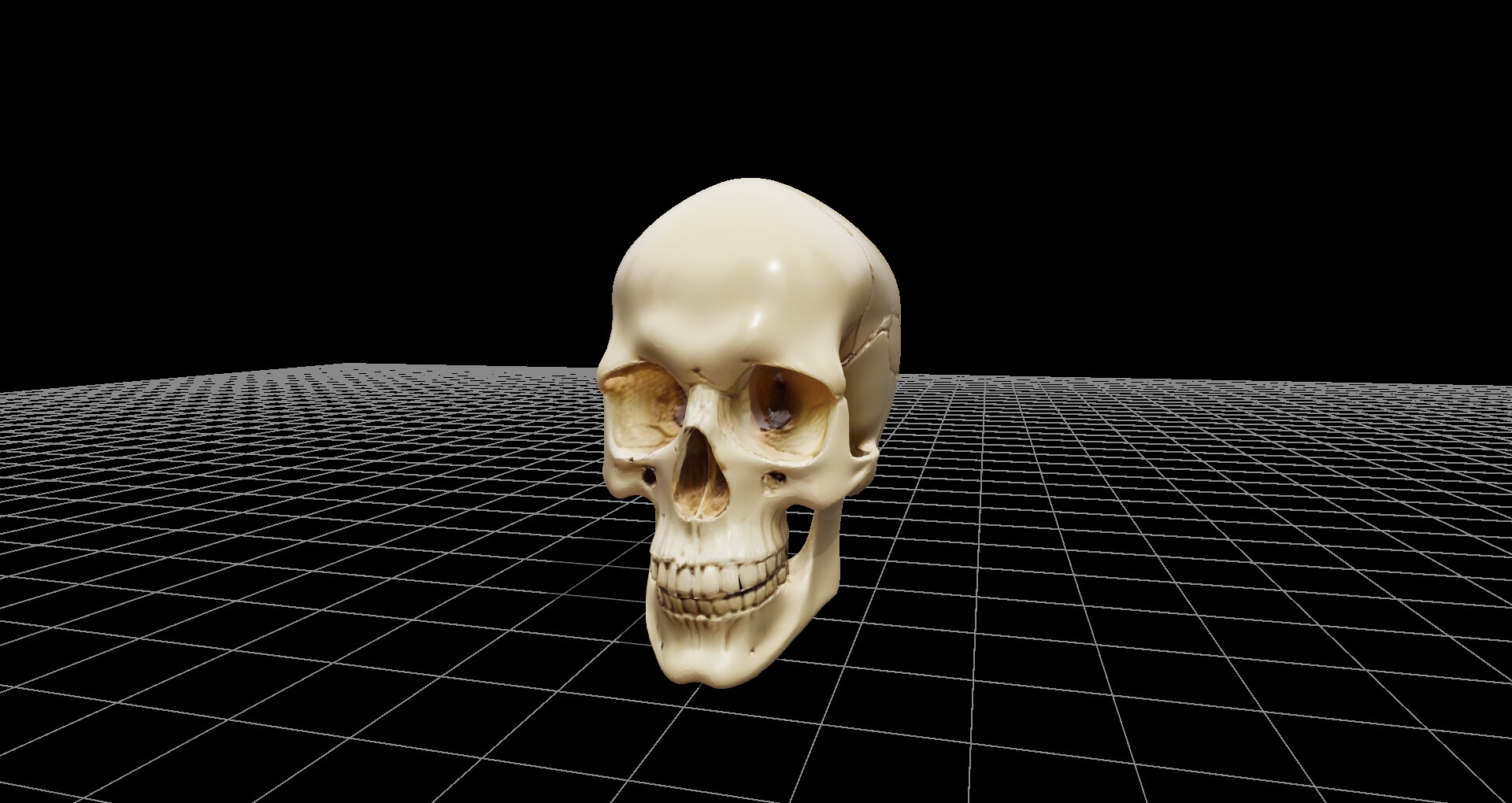 頭蓋骨モデル、および360度レンダリング画像、ファイル数600枚、3Dビューワーソフト同梱