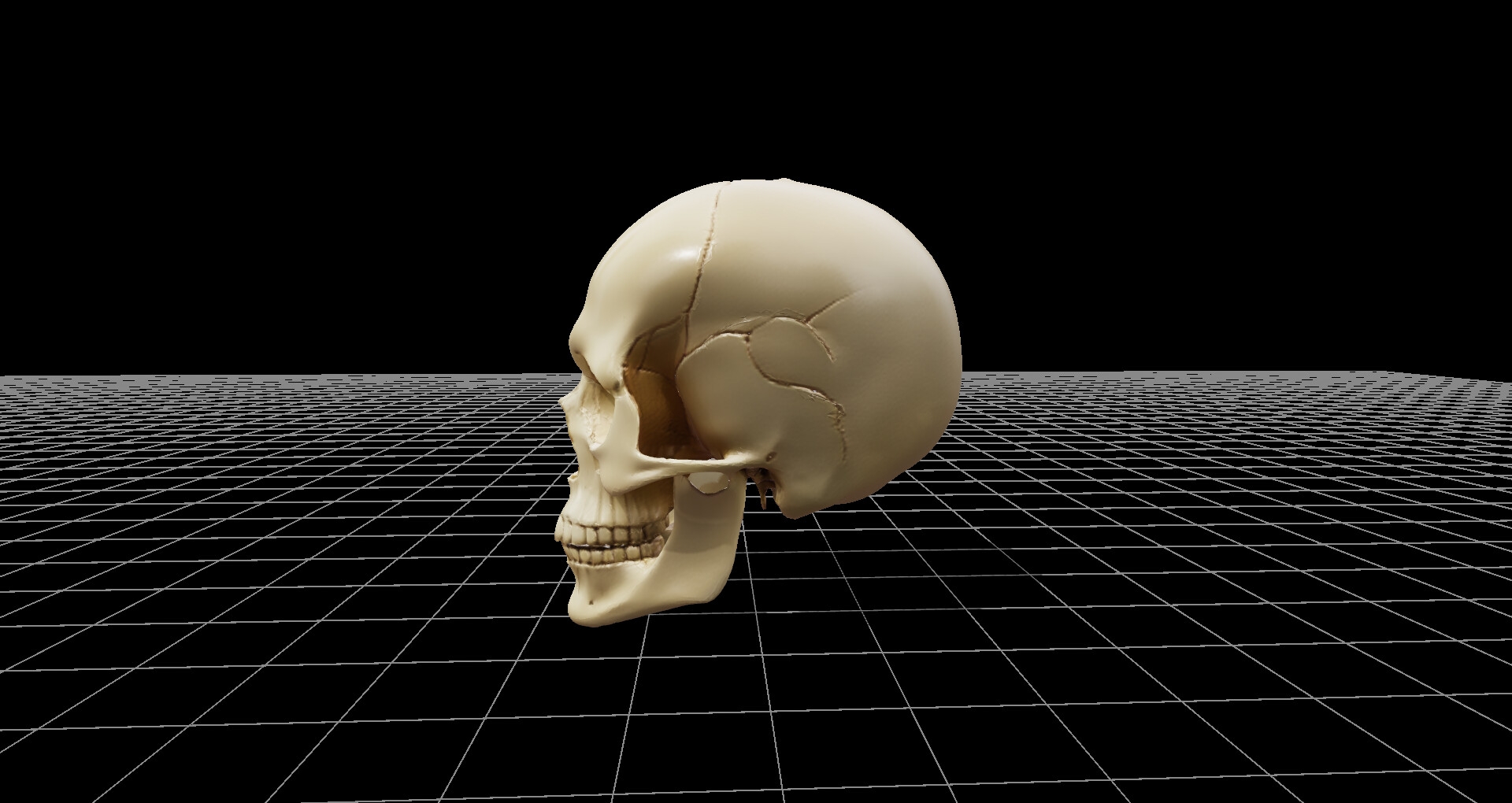 頭蓋骨モデル、および360度レンダリング画像、ファイル数600枚、3Dビューワーソフト同梱