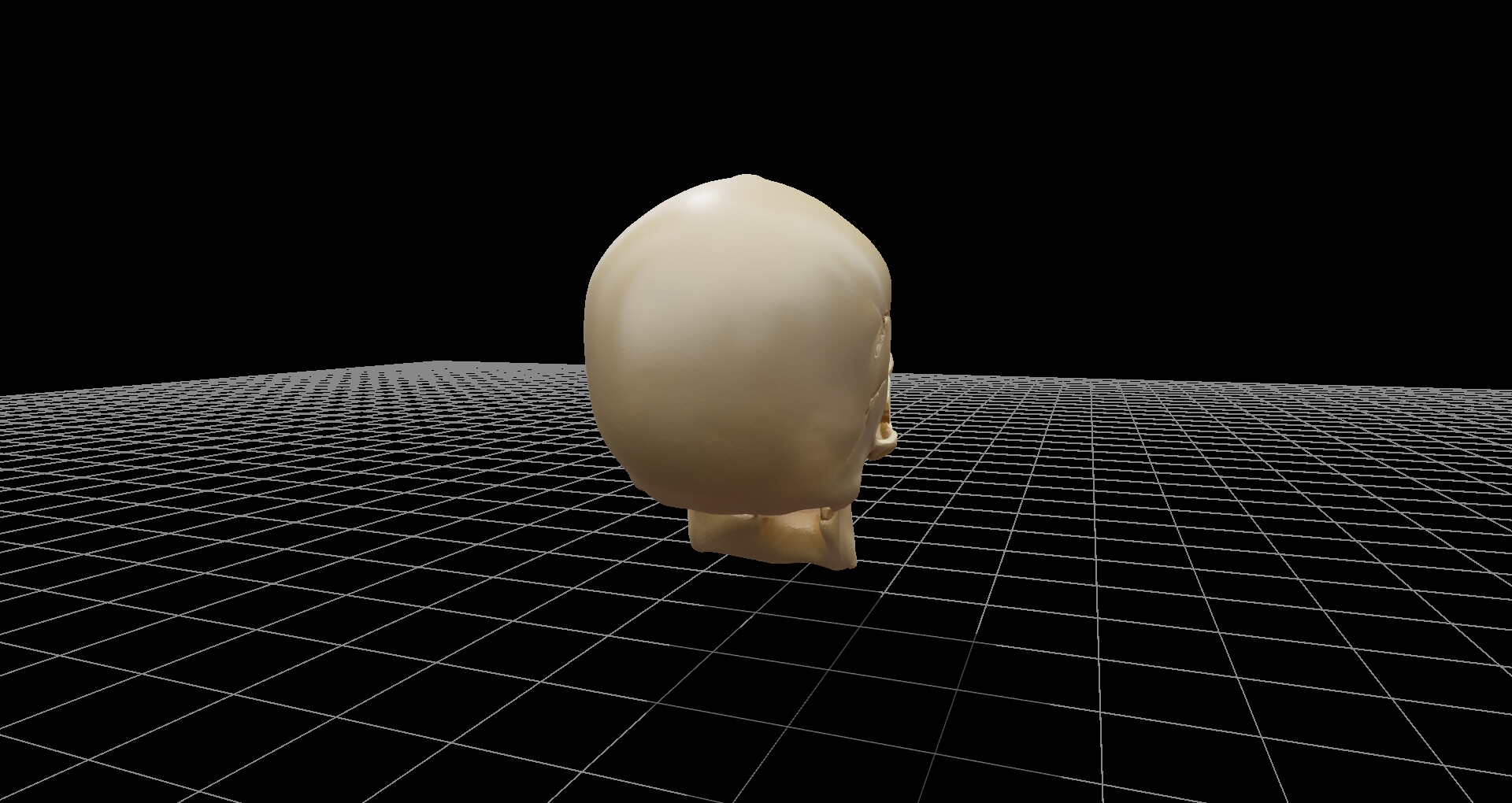 頭蓋骨モデル、および360度レンダリング画像、ファイル数600枚、3Dビューワーソフト同梱