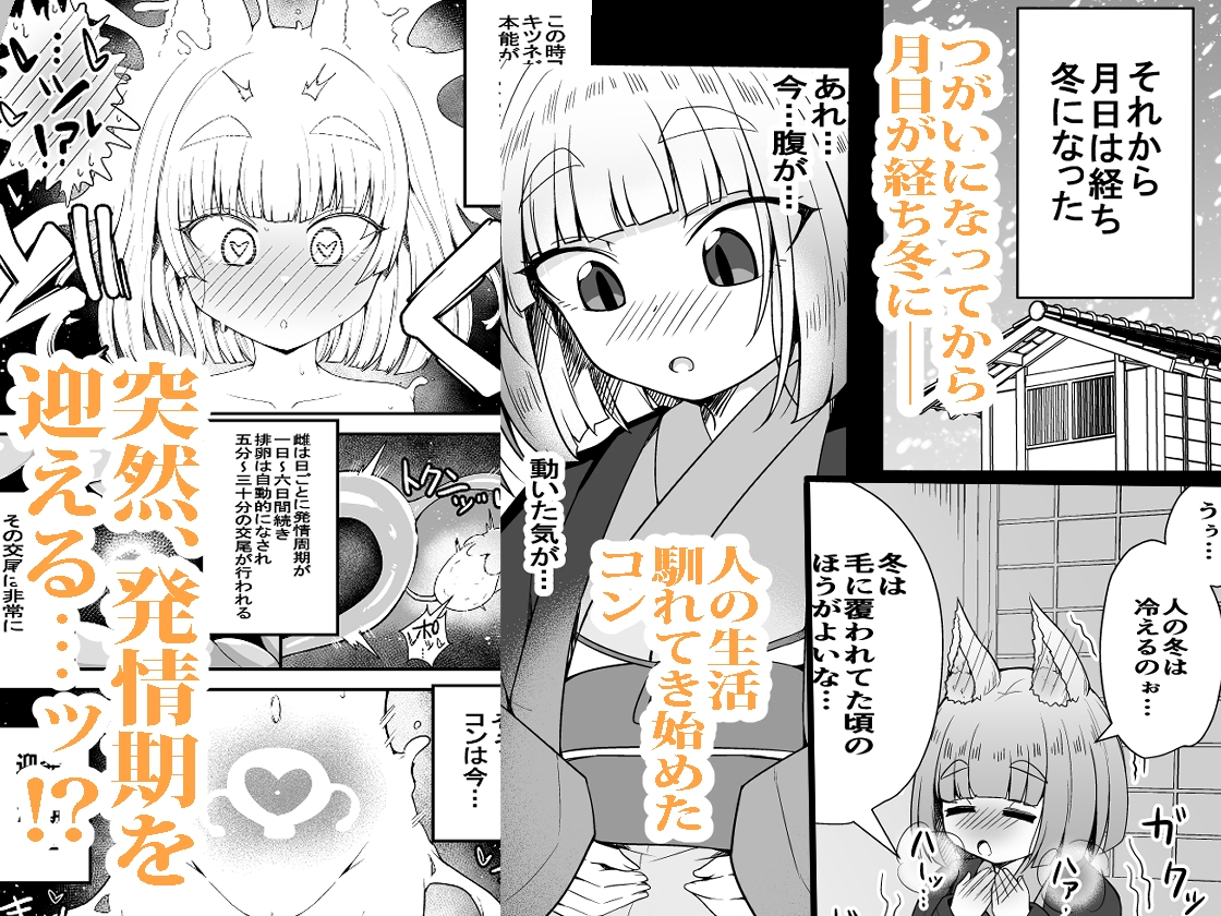 こんきつね 画像4