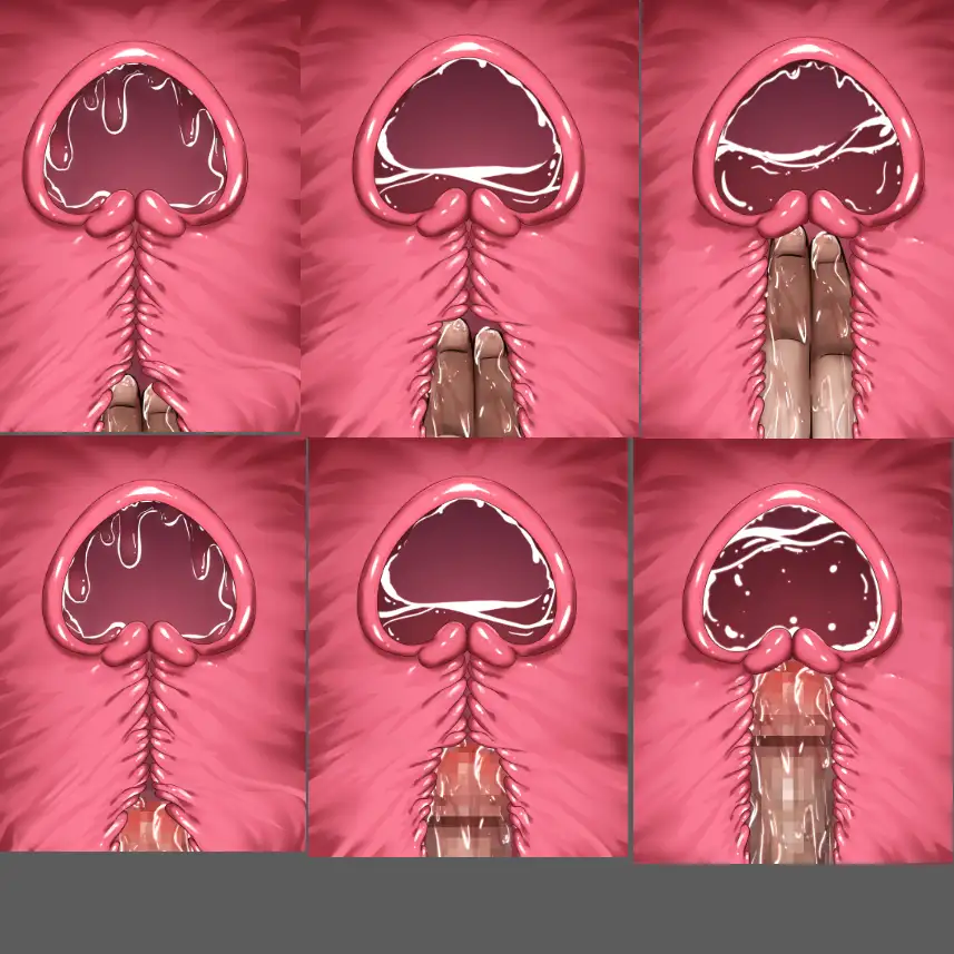 膣内断面図素材 [水の木] | DLsite 同人 - R18