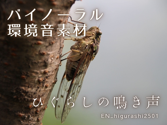 バイノーラル環境音素材 | ひぐらしの鳴き声 | ループ