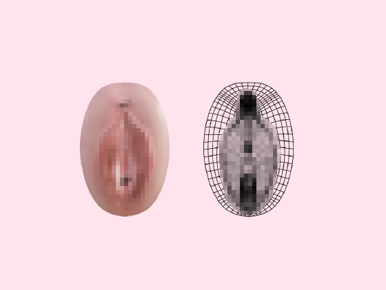 女性器内部構造モデル 画像1