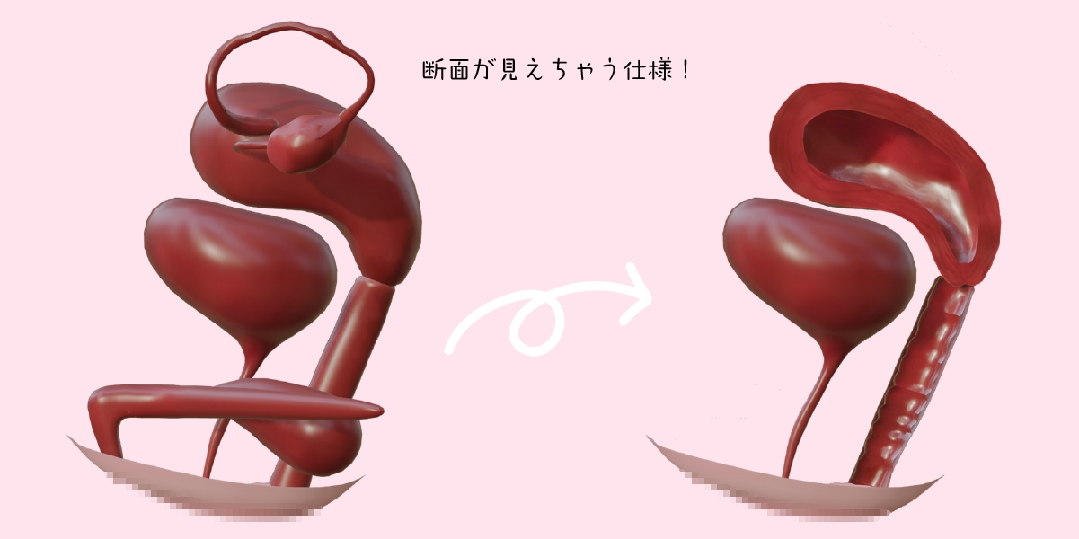 女性器内部構造モデル 画像2