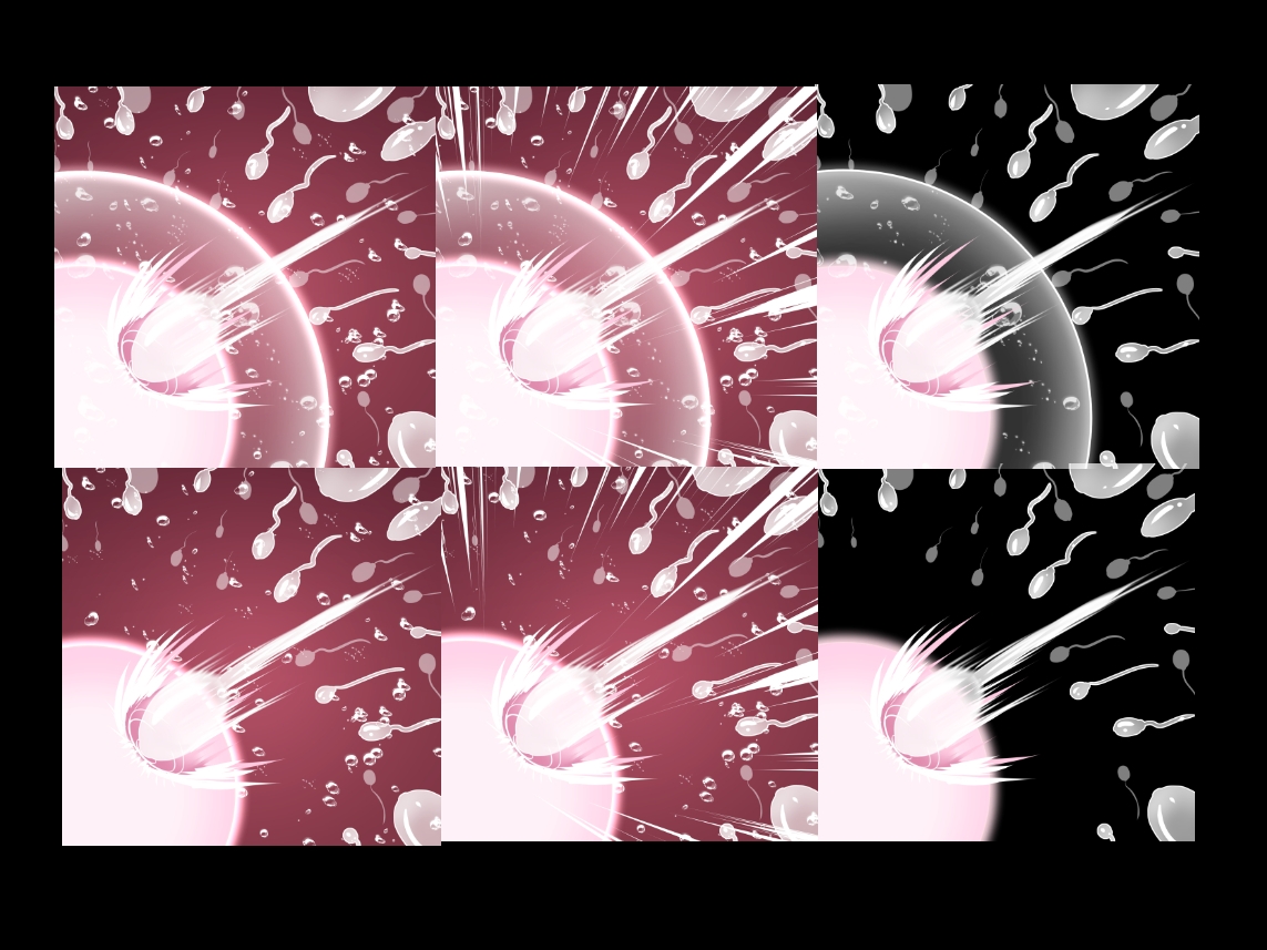 受精卵素材7
