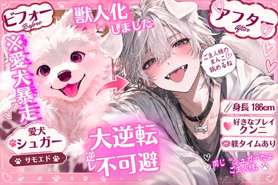 【⚠︎大逆転逆レイプ不可避】⚠︎身長186cmの獣人化【※愛犬暴走】したのでしっかり躾タイム♡クンニ大好き【サモエド】の発情期♡{睡眠姦おまんこ舐めてると…}
