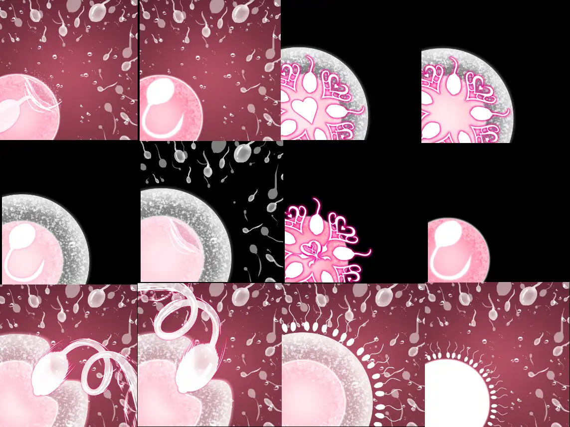 受精卵素材9 サンプル画像 4