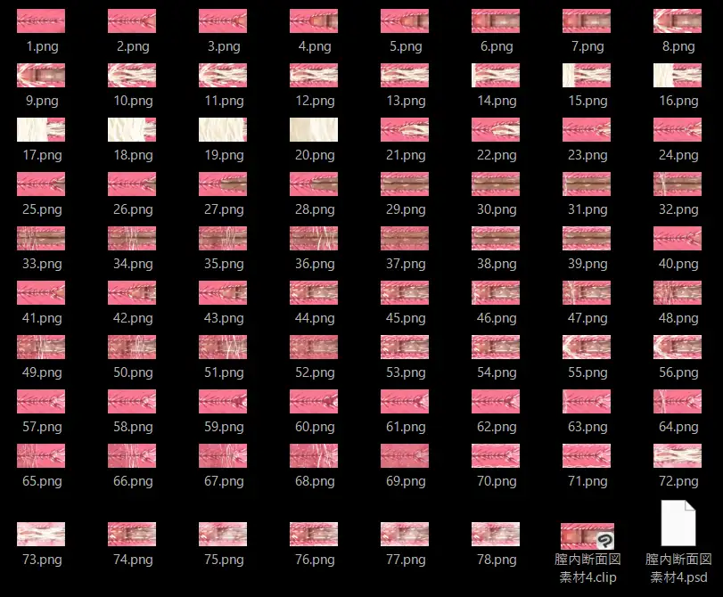 膣内断面図素材4 サンプル画像 6