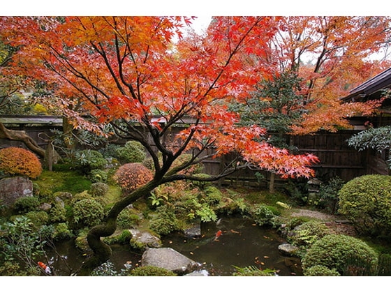 ☆癒しのヒーリング音楽『宝泉院+不断桜~枯れない桜~』全4曲☆