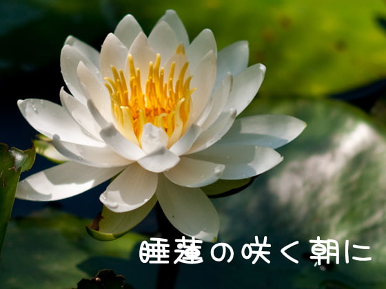 [Himmel] 睡蓮の咲く朝に