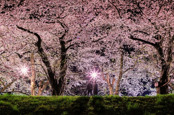 朱緋桜~約束の木の下で~