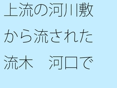上流の河川敷から流された流木 河口でとある旅人に拾われて [サマールンルン]