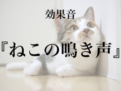 【効果音】ねこの鳴き声【フリー素材】 [暮らしの音素材]