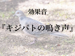 【効果音】キジバトの鳴き声【フリー素材】 [暮らしの音素材]