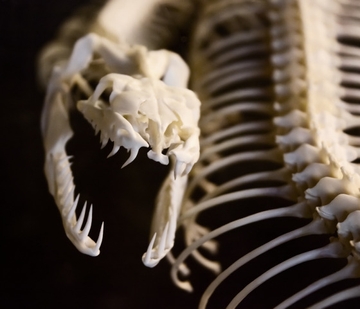 死神の国 [Horsehair Crab Department]