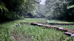 水音とシュレーゲルアオガエルA 06:53pm(HPLバイノーラル)