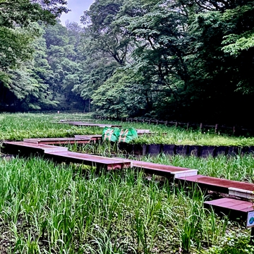 水音とシュレーゲルアオガエルA 06:53pm(HPLバイノーラル) [UZrecords]