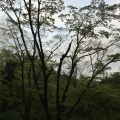 富士宮 / 白糸滝 - 野鳥01#4 (HPLバイノーラル)