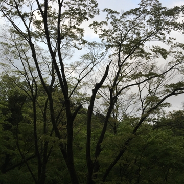 富士宮 / 白糸滝 - 野鳥01#4 (HPLバイノーラル) [UZrecords]