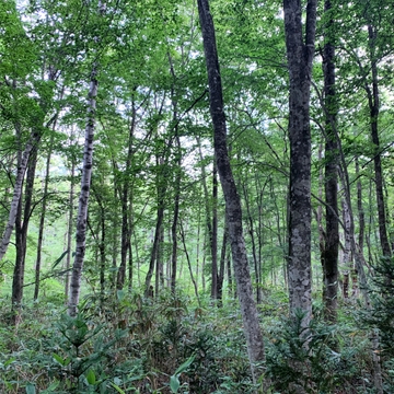 戸隠森林植物園 - 野鳥04B (HPL2 バイノーラル) [UZrecords]