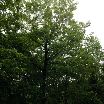 白州 - 雨音01#2 [UZrecords]