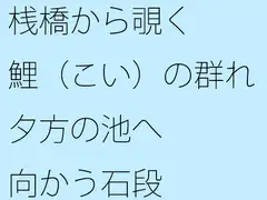 桟橋から覗く鯉(こい)の群れ 夕方の池へ向かう石段