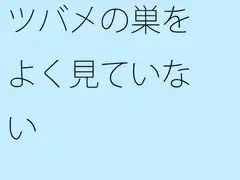 ツバメの巣をよく見ていない