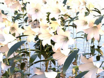 ささゆり コレクション [Visha]