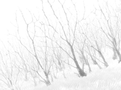 枯れ木 ブラシ [Visha]