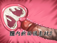 膣内断面図素材2 [水の木]