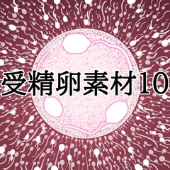 受精卵素材10