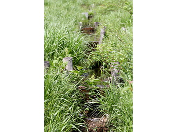 沢の音(玉原湿原) [サウンドフレーム]