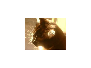 猫の鳴き声 効果音素材集 [にくきゅう ぽこ]