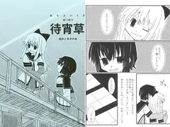 待宵草