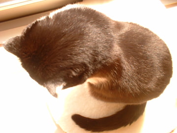 犬と猫の鳴声 猫動物病院に行く 効果音にもOK [にくきゅう ぽこ]