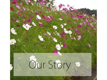 Our Story [Ponytail Records]