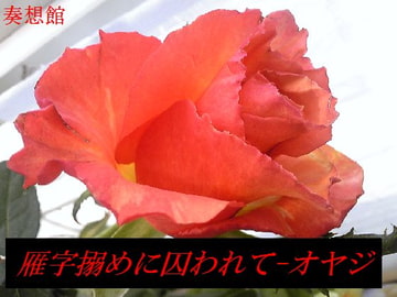 雁字搦めに囚われて-オヤジ [奏想館]