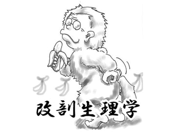 改剖生理学(筋肉編) [ぴー]