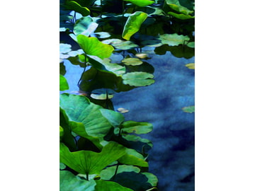 素直になれない刀剣男子達 [箱庭無限回廊]