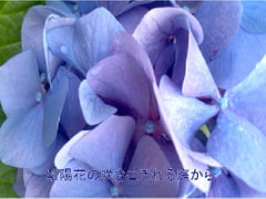 紫陽花の咲きこぼれる庭から [Lapis-Fennel]