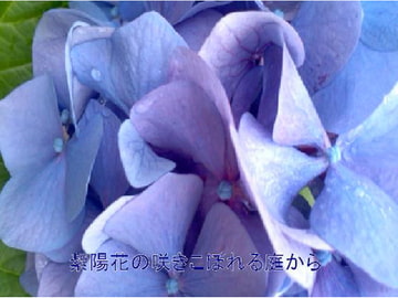 紫陽花の咲きこぼれる庭から [ラピス・フェンネル]